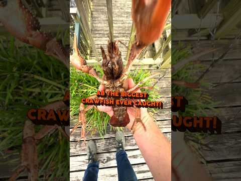 The BIGGEST Crawfish Ever Caught #louisiana #crawfish #cajun #funfacts