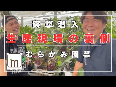 園芸 アオキツツキ