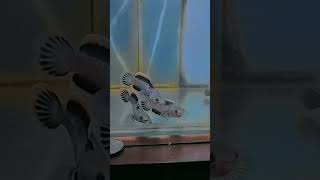 Download lagu story WA #chanalimbata #fypシ #youtubeshorts #aquarium #viral #aquascape#chanalokal #jepang #trending mp3