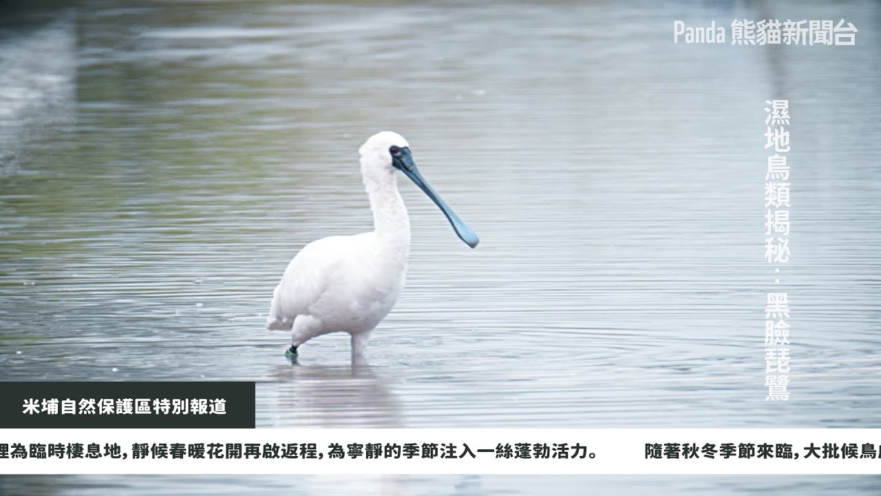 WWF 熊貓新聞台：濕地鳥類探秘｜WWF Panda News Channel: The Secrets of Wetland Birds