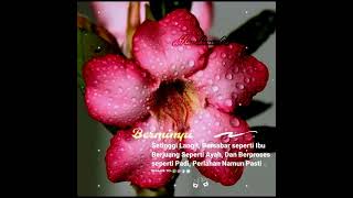 Download lagu story wa sholawat 30 detik terbaru mp3 Download lagu story wa sholawat 30 detik terbaru mp3