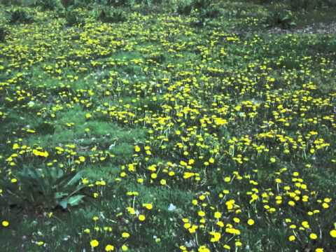 Mikalojus Konstantinas Čiurlionis - Prelude in D Minor VL 239, Slawomir Dobrzanski, piano