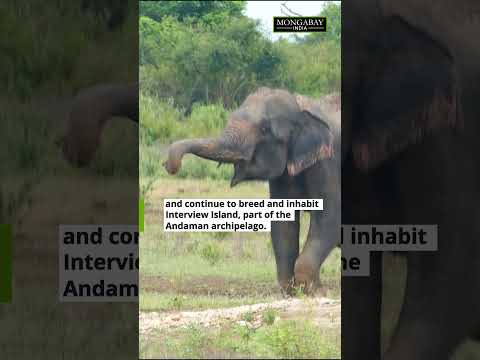 The feral elephants of the Andaman Islands