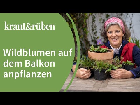 Wildblumen-Balkon🌼 Anpflanztipps für einen bienenfreundlichen Balkon