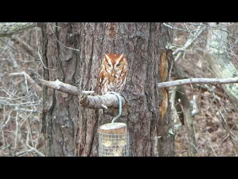 Owl and squirrel movie