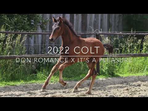 2022 Colt Don Romance x It’s a Pleasure