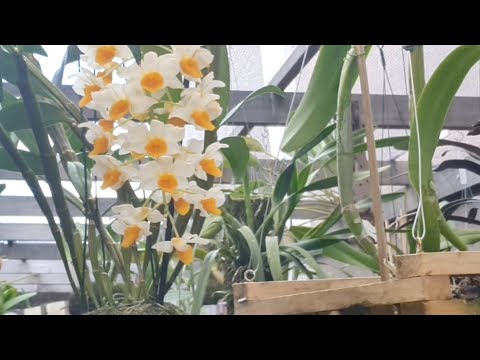 PLANTE ORQUÍDEAS DA FORMA CORRETE. #orquidario #cultivodeorquideas #flores #orquideasdentrodecasa