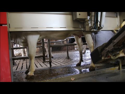 Melken mit dem Melkroboter