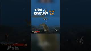 Download lagu Striped Bass 28lbs 9oz Rapala Pro Bass Fishing #shorts #fishing #strikemania mp3