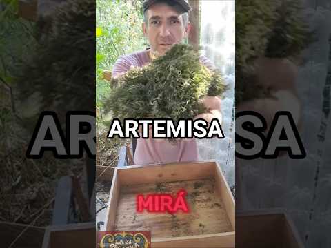 Artemisa, la aromática medicinal que pocos conocen.