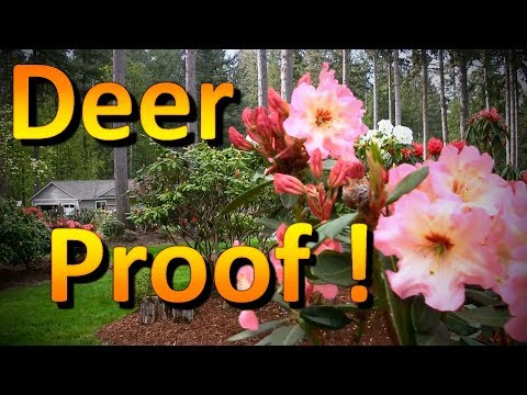 image-Do deer eat Forsythia bushes?