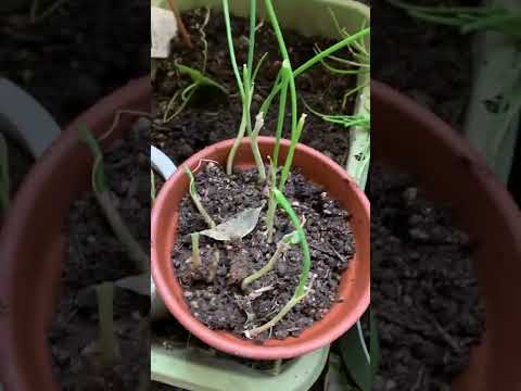 園芸 ネギ、ニンニク