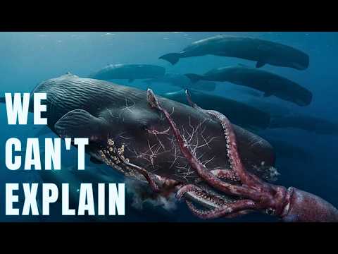 Nothing About the Sperm Whale's 230dB Click is Survivable for Giant Squids