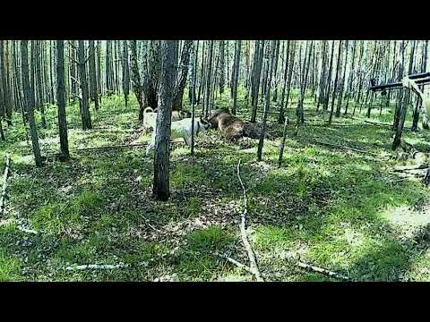 Медведь в петле, при травка собак