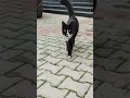 Tuxedo Cat Meow Cat Catclub Wednesday