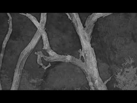 Djuma: Foam Nest Frogs making a new nest - 21:45 - 01/15/21
