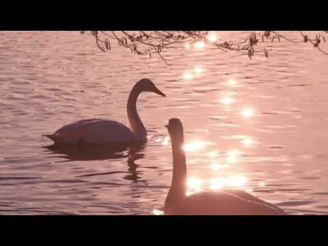 シャトー・ド・ロルジュ - 定義