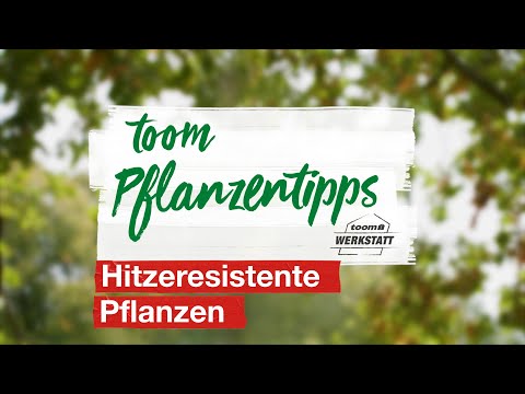toom Pflanzentipps: Hitzeresistente Pflanzen | toom Baumarkt