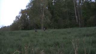 preview picture of video 'Kentucky Spring Turkey Hunting  2010'