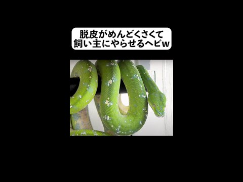ヘビを寄せ付けない植物は何ですか?爬虫類を撃退し、怖がらせるための最も強力な6種を紹介します  庭園