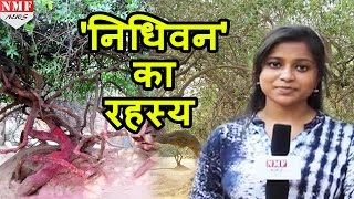 क्यों शाम के बाद Nidhivan जाना हैं मना !!!Don&#39;t Miss