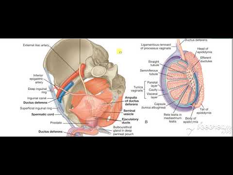 Urinary bladder base relations