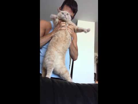 Dancing Cat