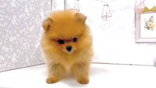 ポメラニアンの動画01