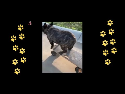 funny 🐶 dogs reactions part 39 No Languages only funny voices |Sabeera smc funny videos 2023