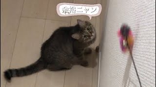 たまにはジャンプでもしてみようかニャン🐱 Let's sometimes jump and try to do it