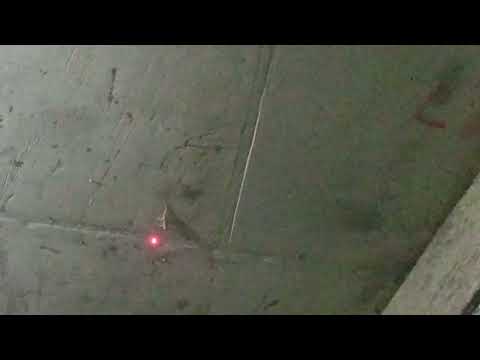 lizard following laser pointer