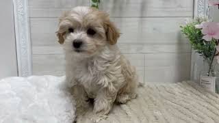 ハーフ犬の動画01