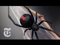 An Encounter With a Black Widow Spider | The New ...
