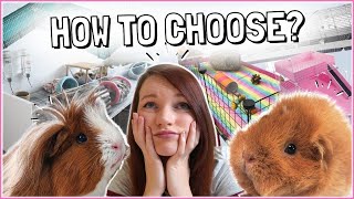 How to Choose Your Guinea Pig’s New Cage: 5 Most Important Decisions!