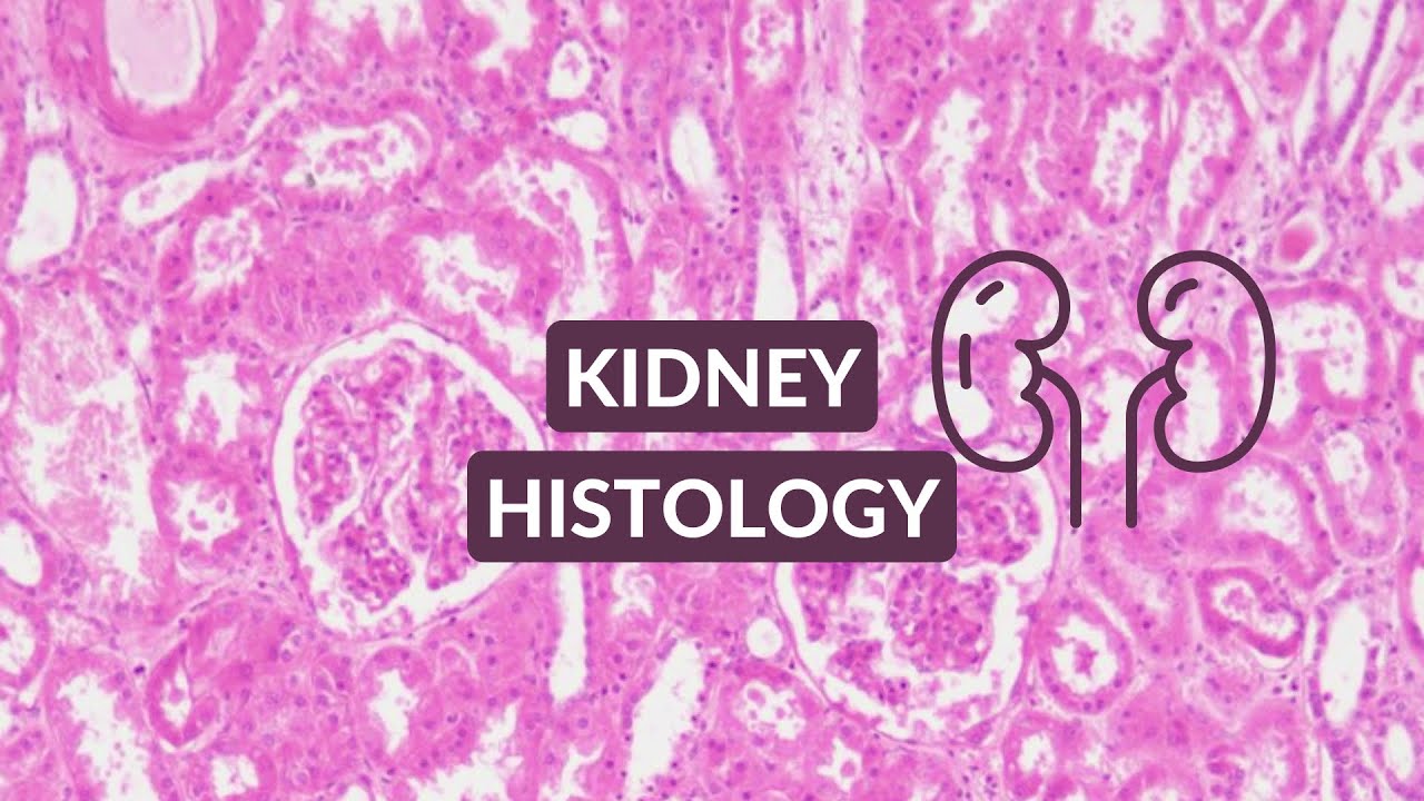 Kidney Histology Video Made Easy | Kidney Under the Microscope