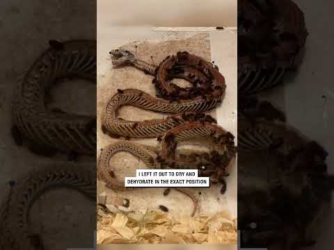 This woman has a dead snake skeleton on display! 😮🐍  -  🎥 @ExoticPetVet