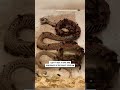 This woman has a dead snake skeleton on display! 😮🐍  -  🎥 @ExoticPetVet