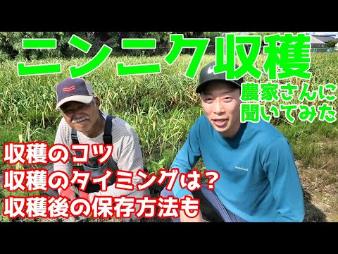 ニンニクの乾燥、ここに注意が必要です 植物