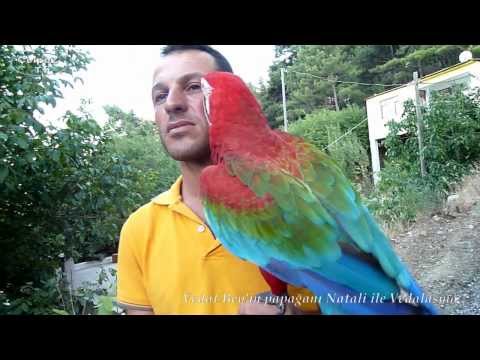 Vedat Palta'nın Papağanı Natali İle Vedalaşma Zamanı : Çağlarca-ANTALYA