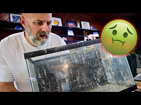 Is It Smart To Buy Used Aquariums?