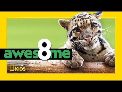 Wildest Cats in the World | Awesome 8