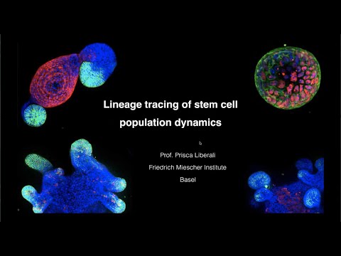 SCOG Virtual Lecture Series - Prisca Liberali (FMI, Basel)