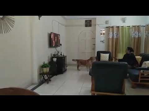 The way she want to show her love is so so adorable/ my retriever/ whiskey 😘😘😘