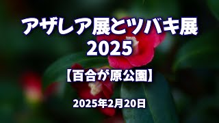 2025年2月20日 アザレア展とツバキ展2025【百合が原公園】