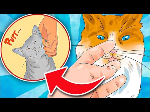 If Your Cat Bites You - Aggression or Affection? Here’s What It Really Means [SHOCKING]