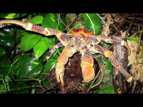 'Tuku Mai Ra' by Katu - Island Song