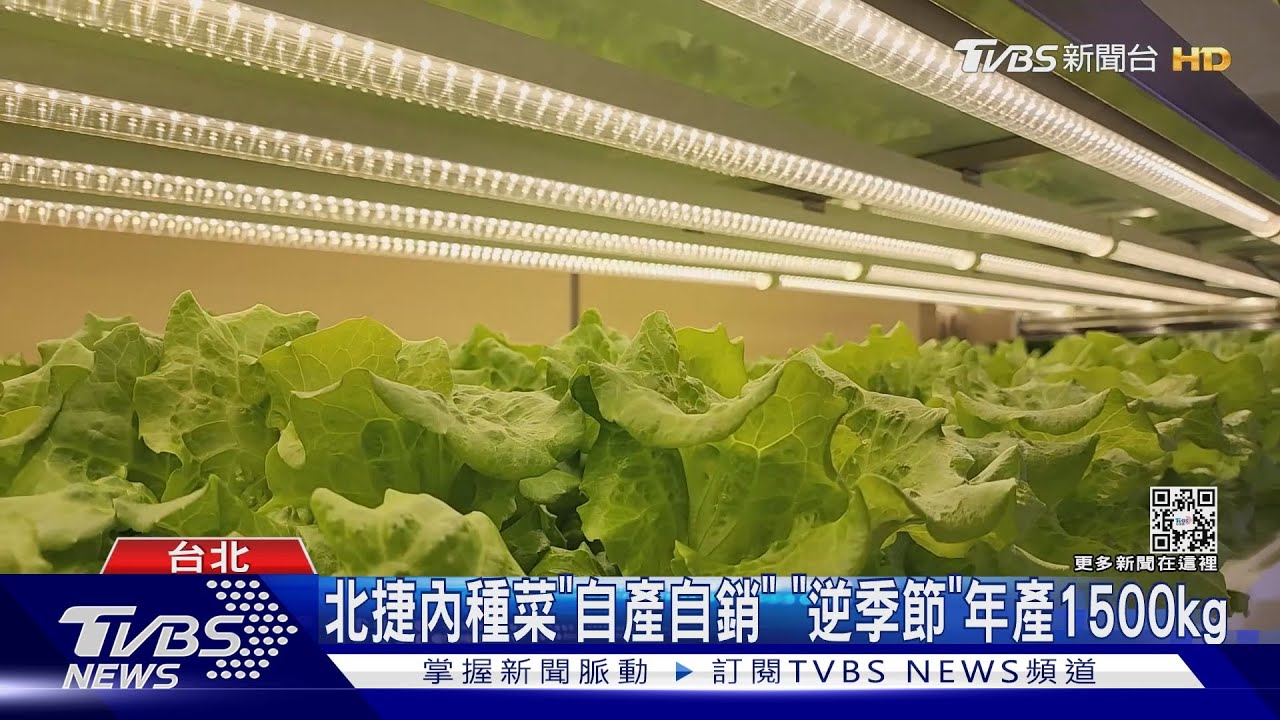 北捷內種菜「自產自銷」 「逆季節」年產1500kg