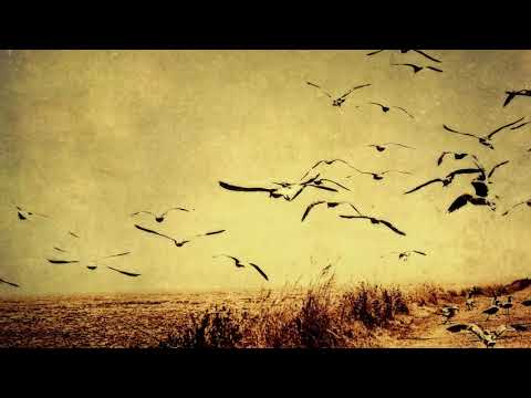 Paul de Senneville - Mariage d'Amour (Evox remix)