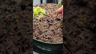 My Carnivorous Sundew Plant is growing back wonderfully! #sundew #carnivorousplant