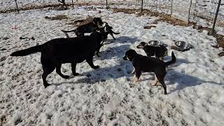 Video preview image #1 German Shepherd Dog-Unknown Mix Puppy For Sale in Centreville, VA, USA